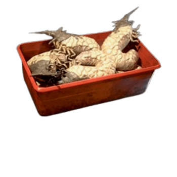 fallout 76 improved bait for sale